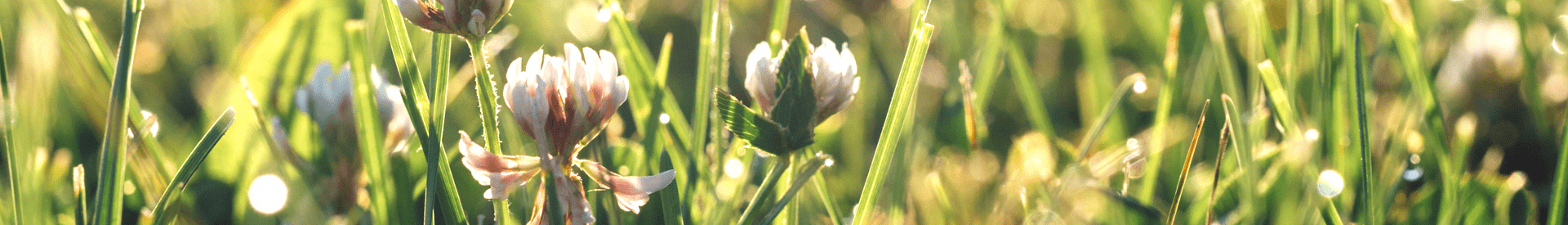 clover1920x275